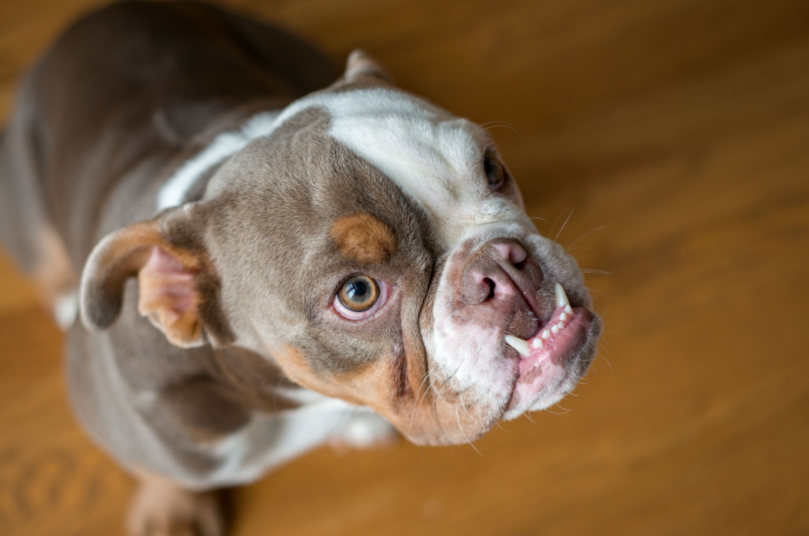 Adult English bulldog