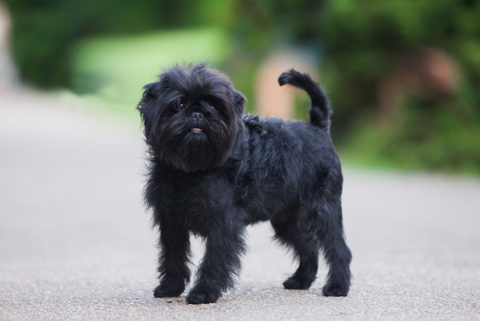 Affenpinscher