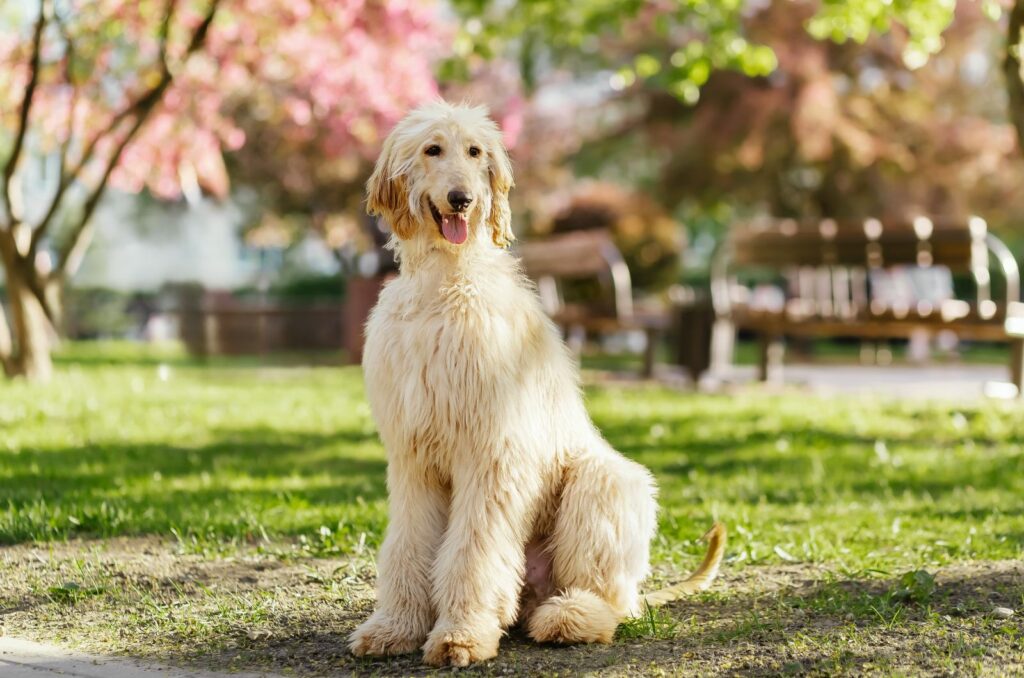 Afghan Hound