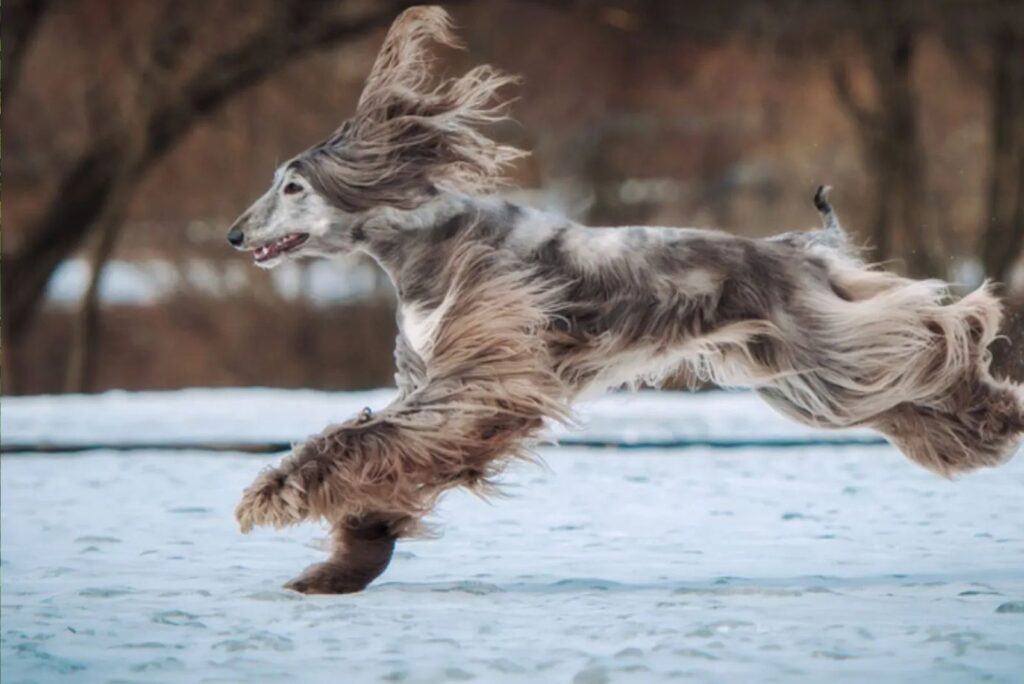 Afghan Hound