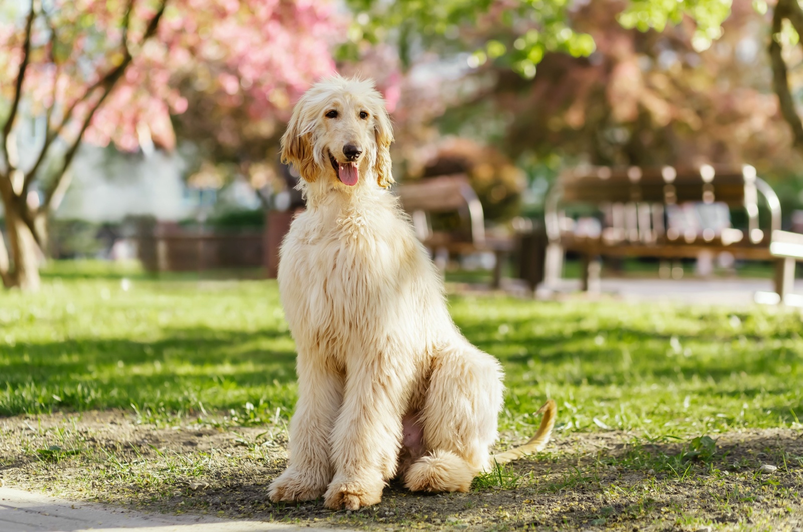 Afghan hound dog