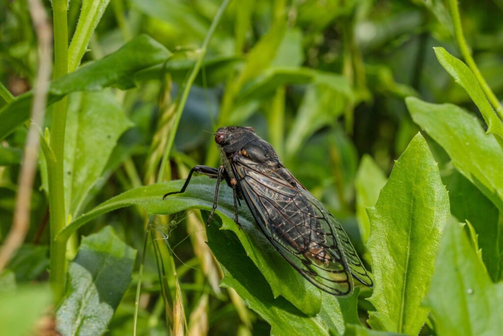 African Cicada