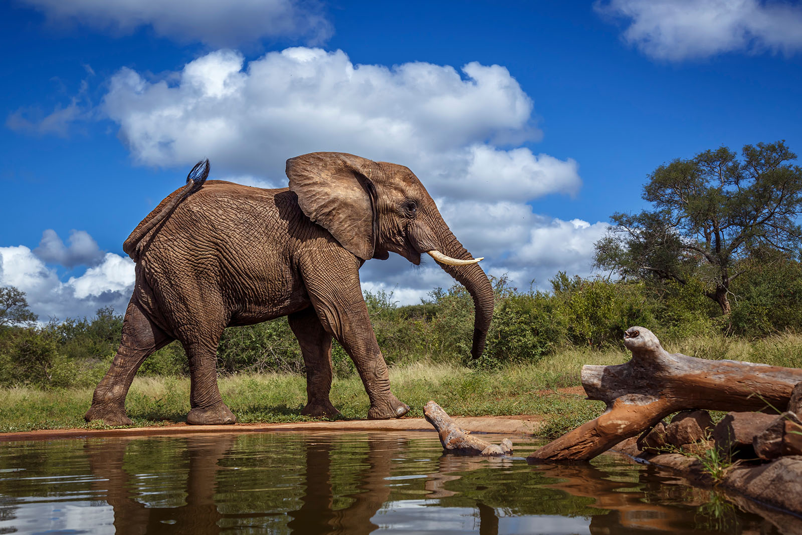 African Elephant