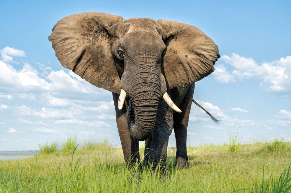 African Elephant