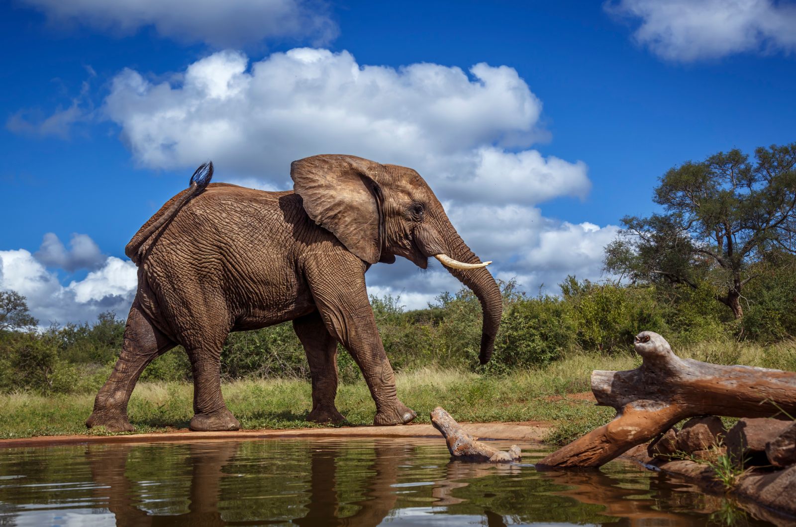 African Elephant