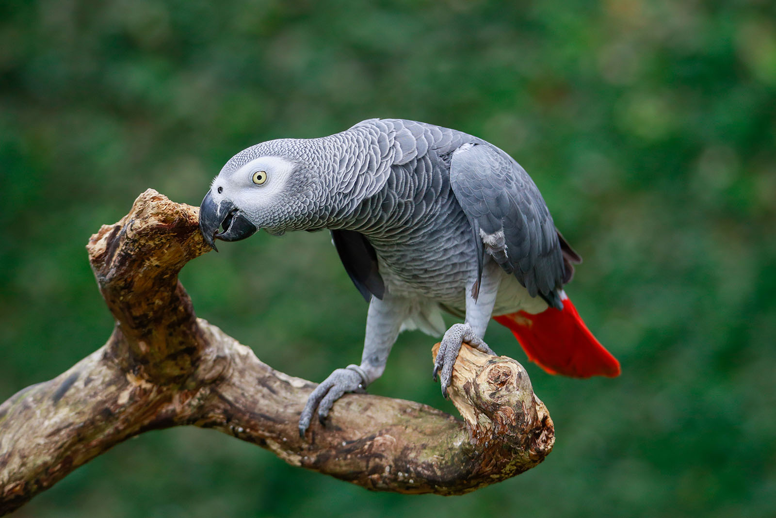 african gray parrot