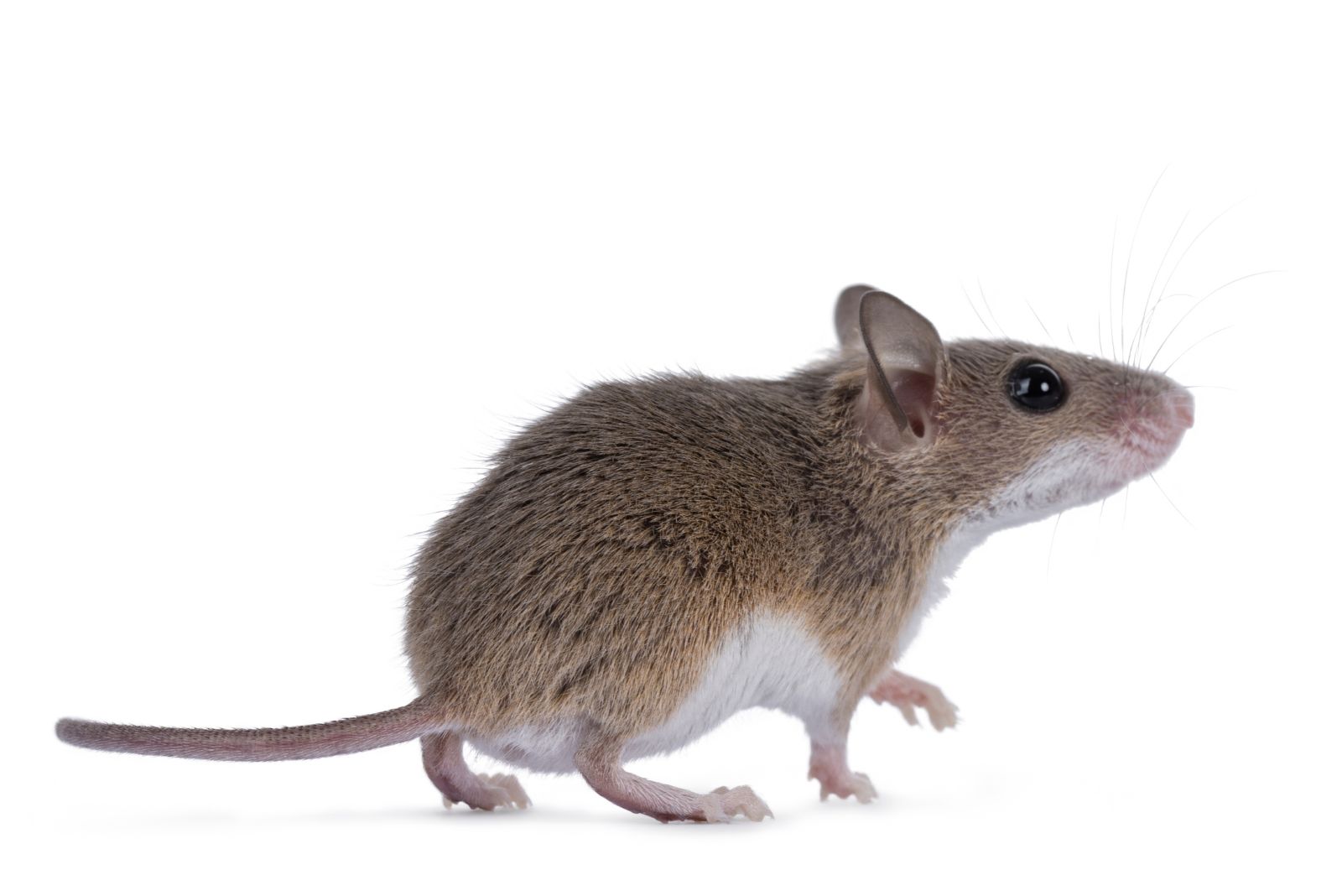 African Pygmy Mouse