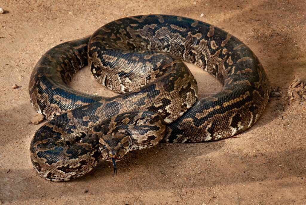 African Rock Python