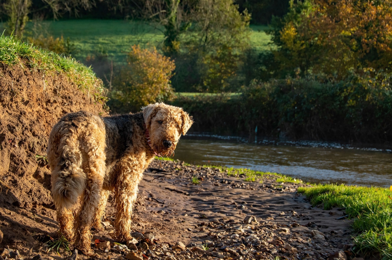 Airedale Terrier