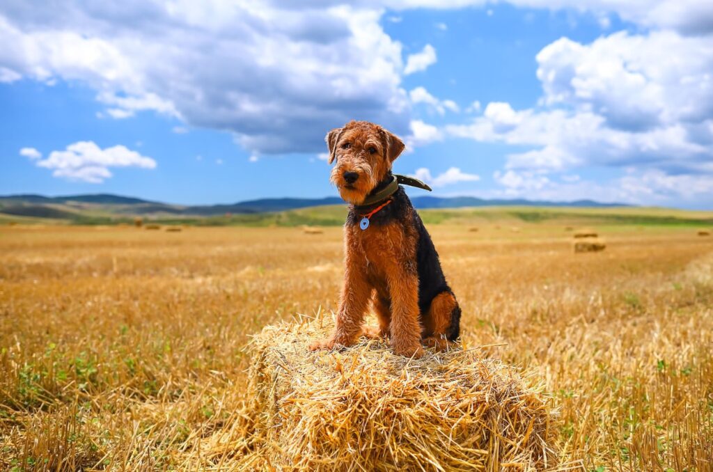 Airedale Terrier