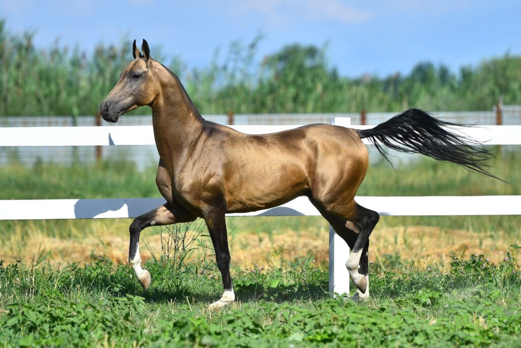 Akhal-Teke