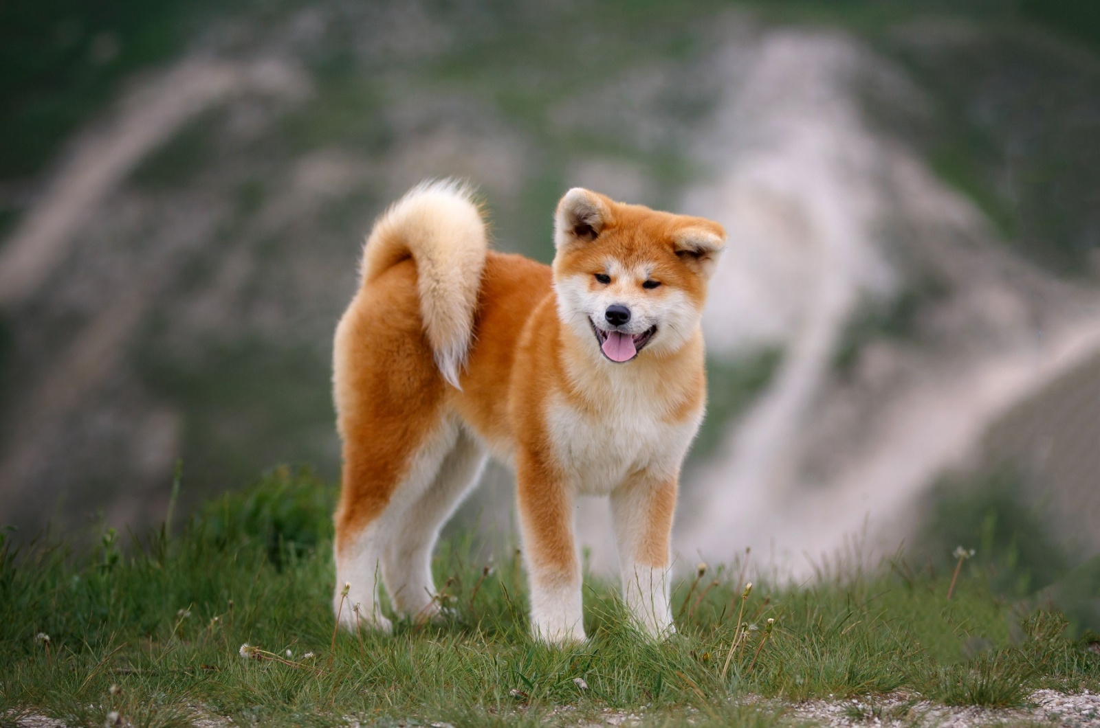 Akita