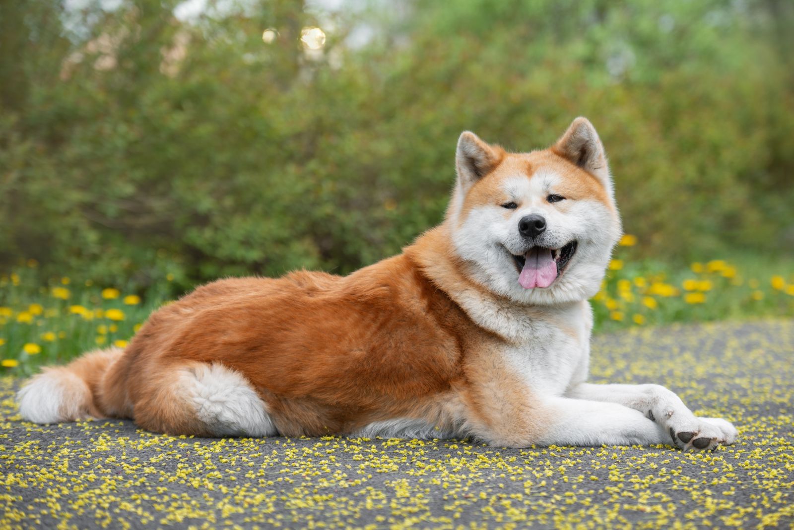 Akita