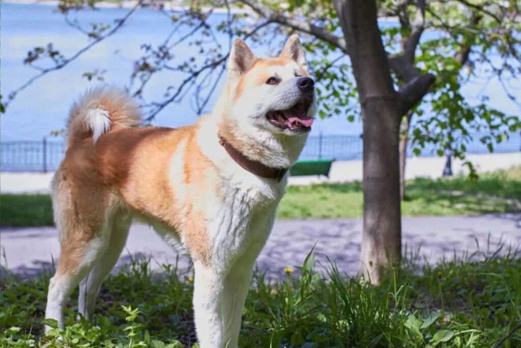 Akita Inu