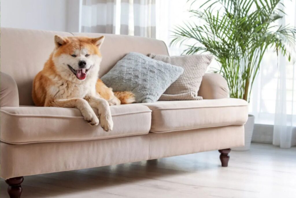 Akita Inu