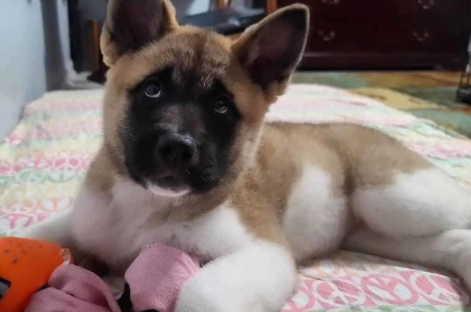 Akita Shepherd