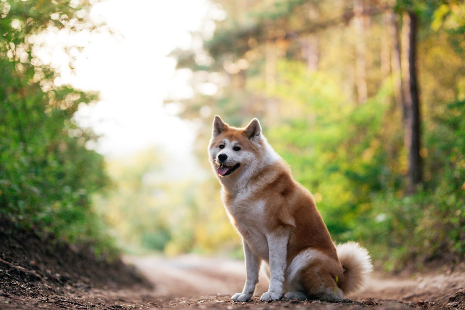 Akita dog