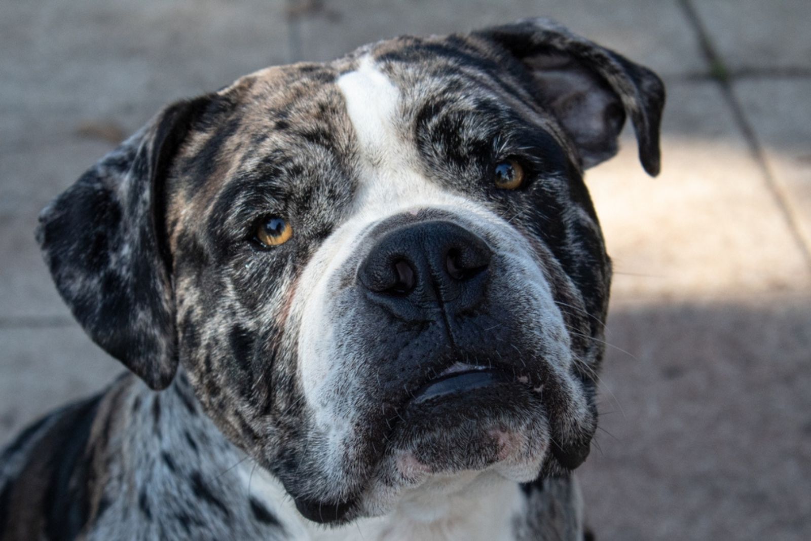 Alapaha Blue Blood Bulldog