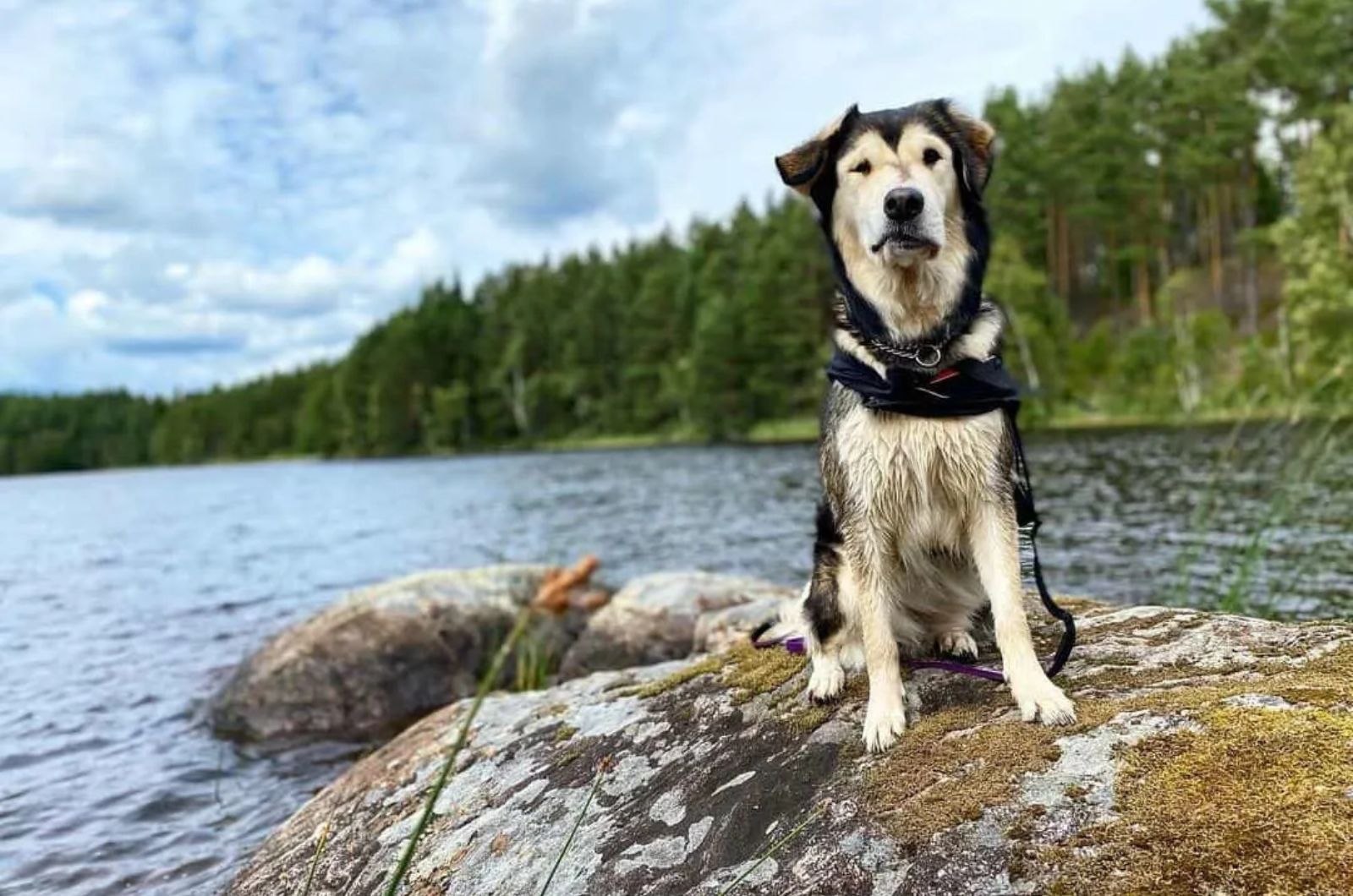 Alaskan Goldenmute