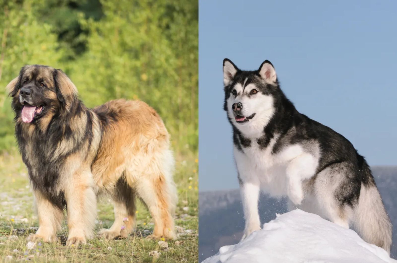 Alaskan Leonberger