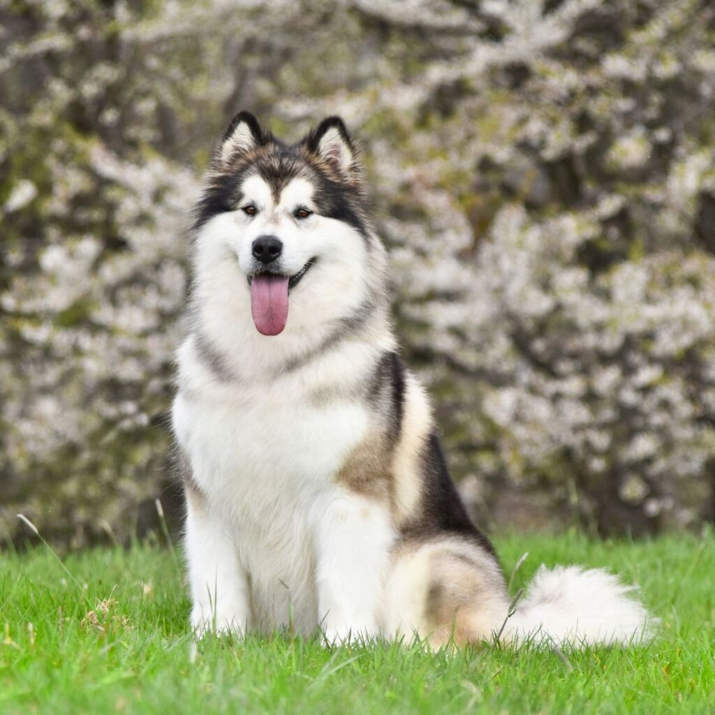 Alaskan Malamute