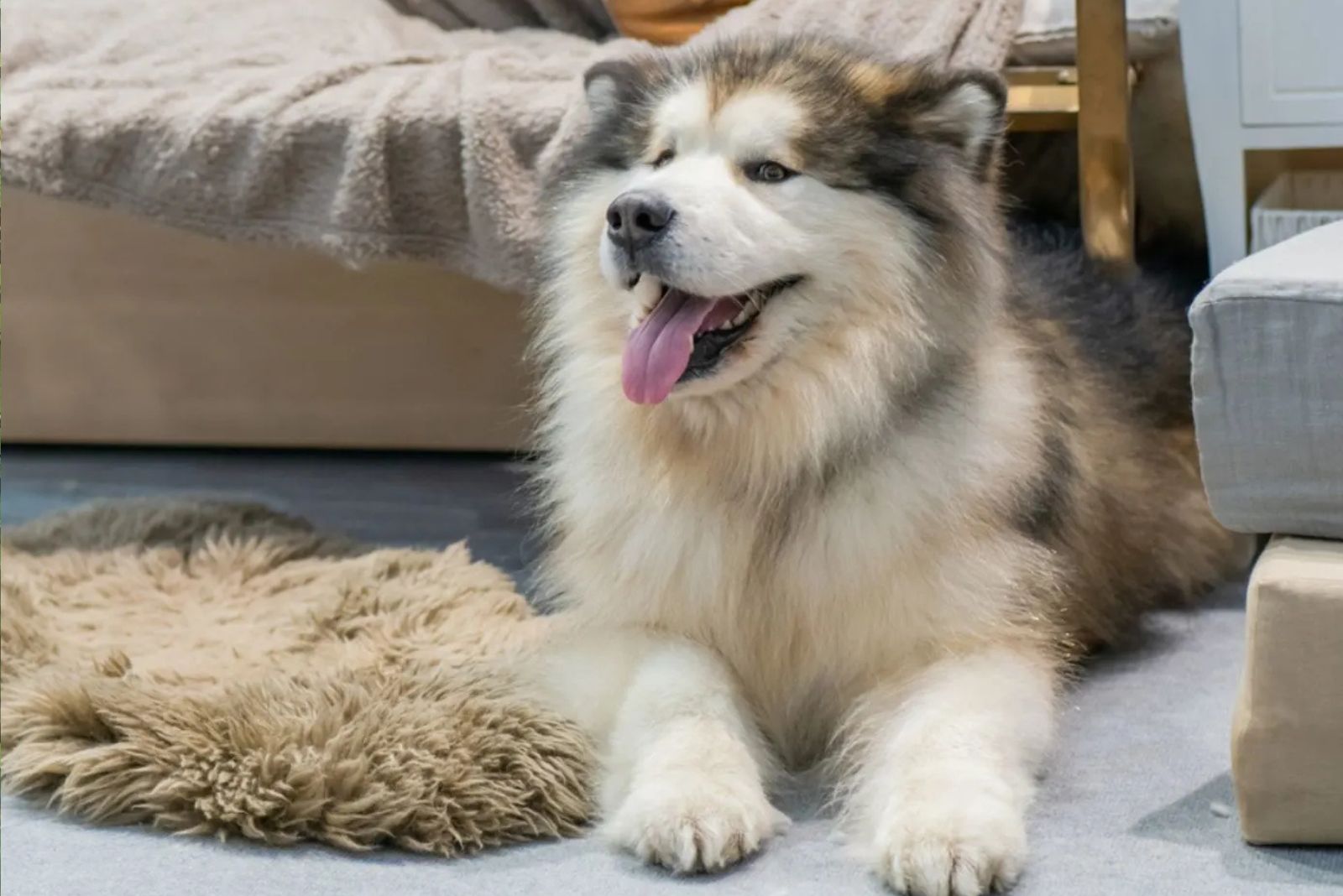 Alaskan Malamute