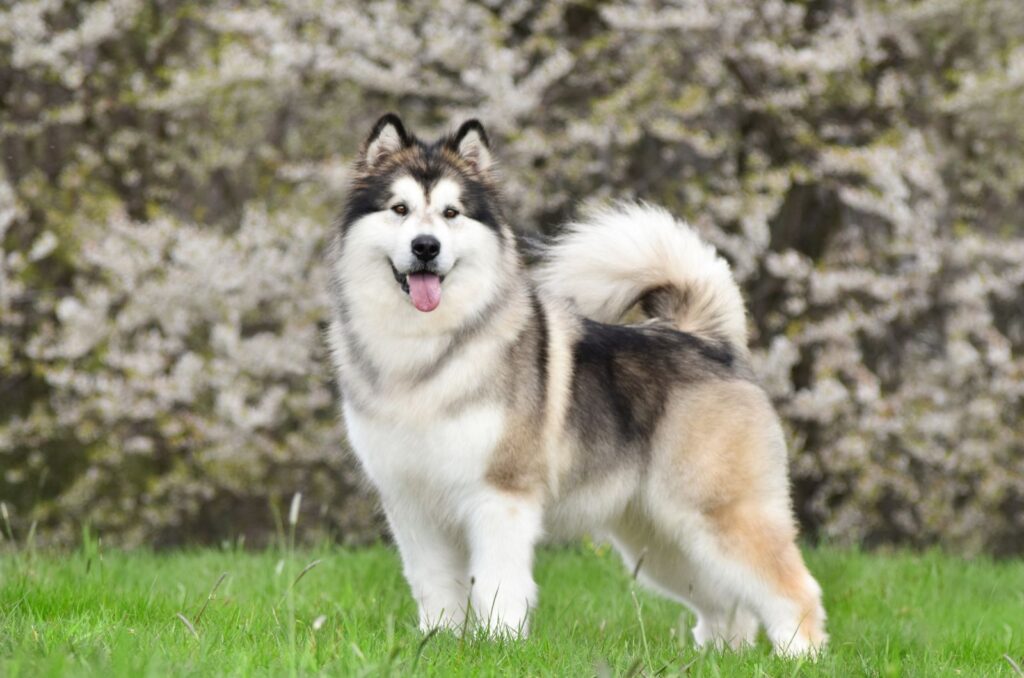 Alaskan Malamute