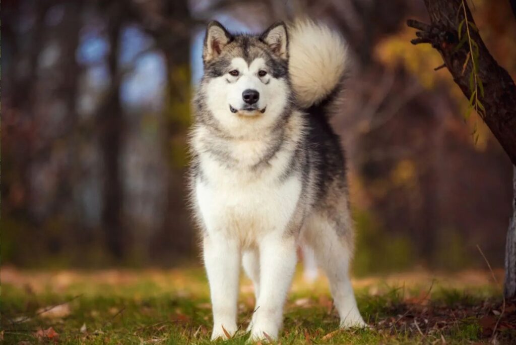 Alaskan Malamute