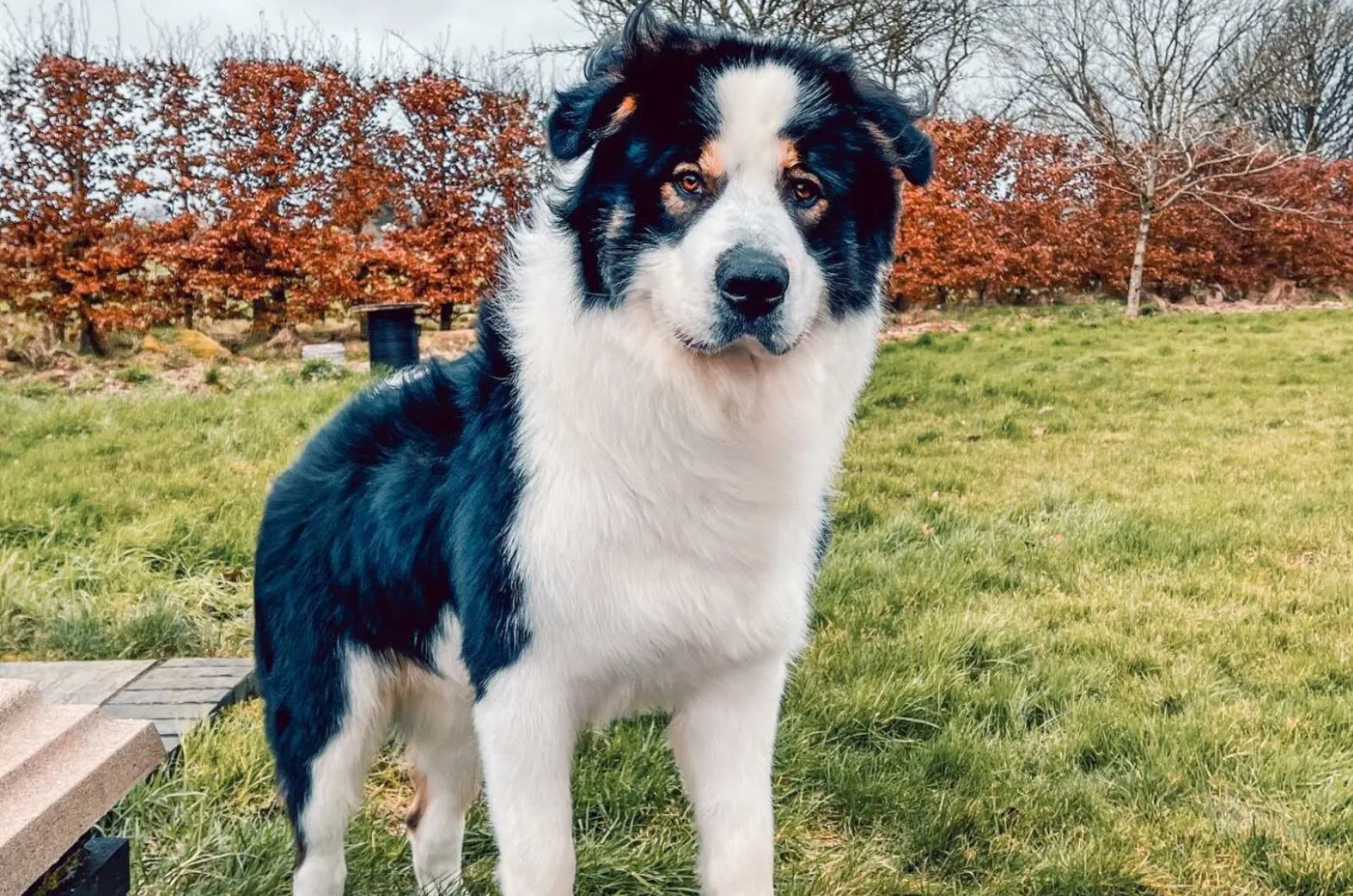 Alaskan Malamute X Bernese Mountain Dog Mix