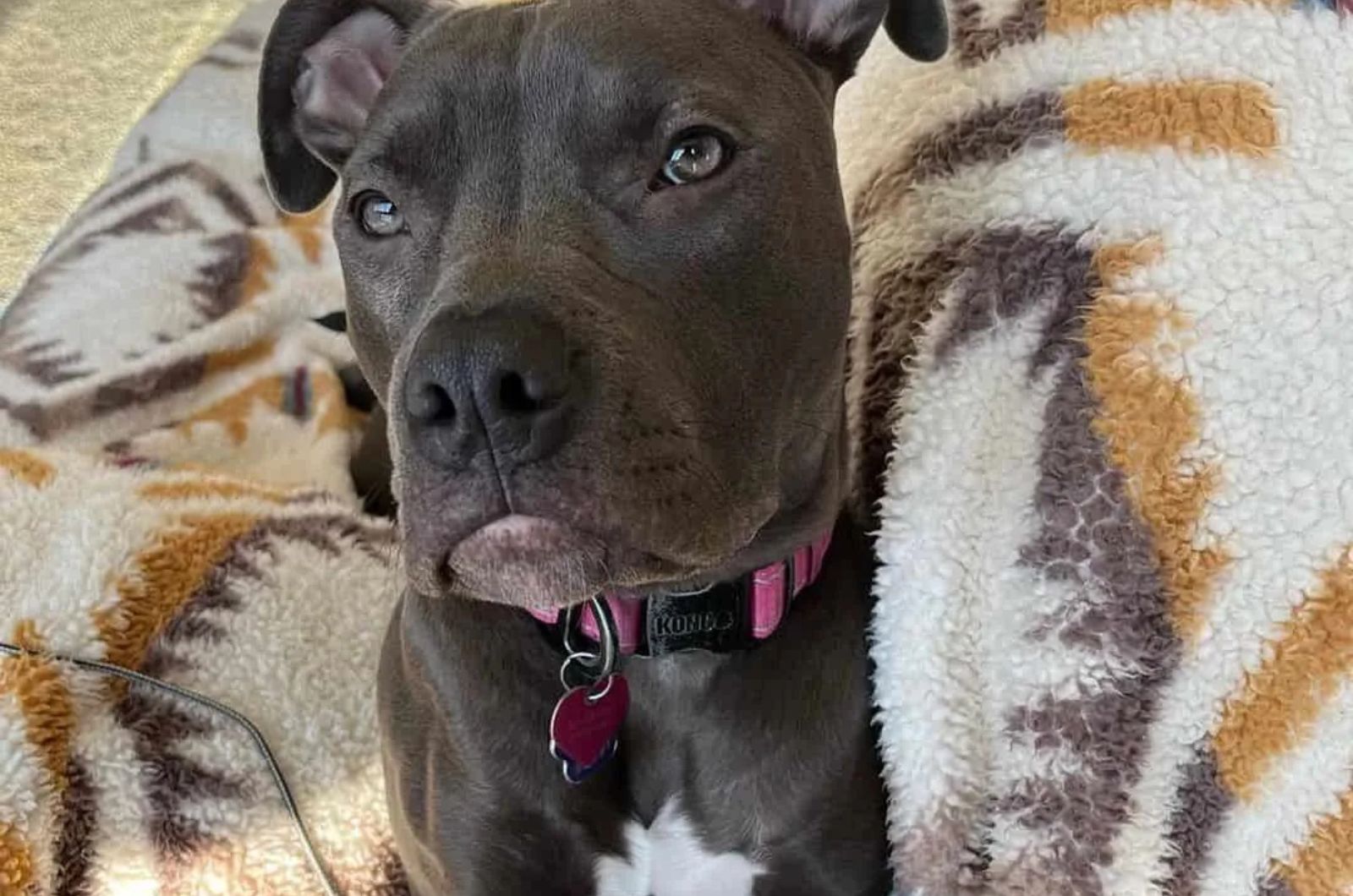 Alaskan Pitbull