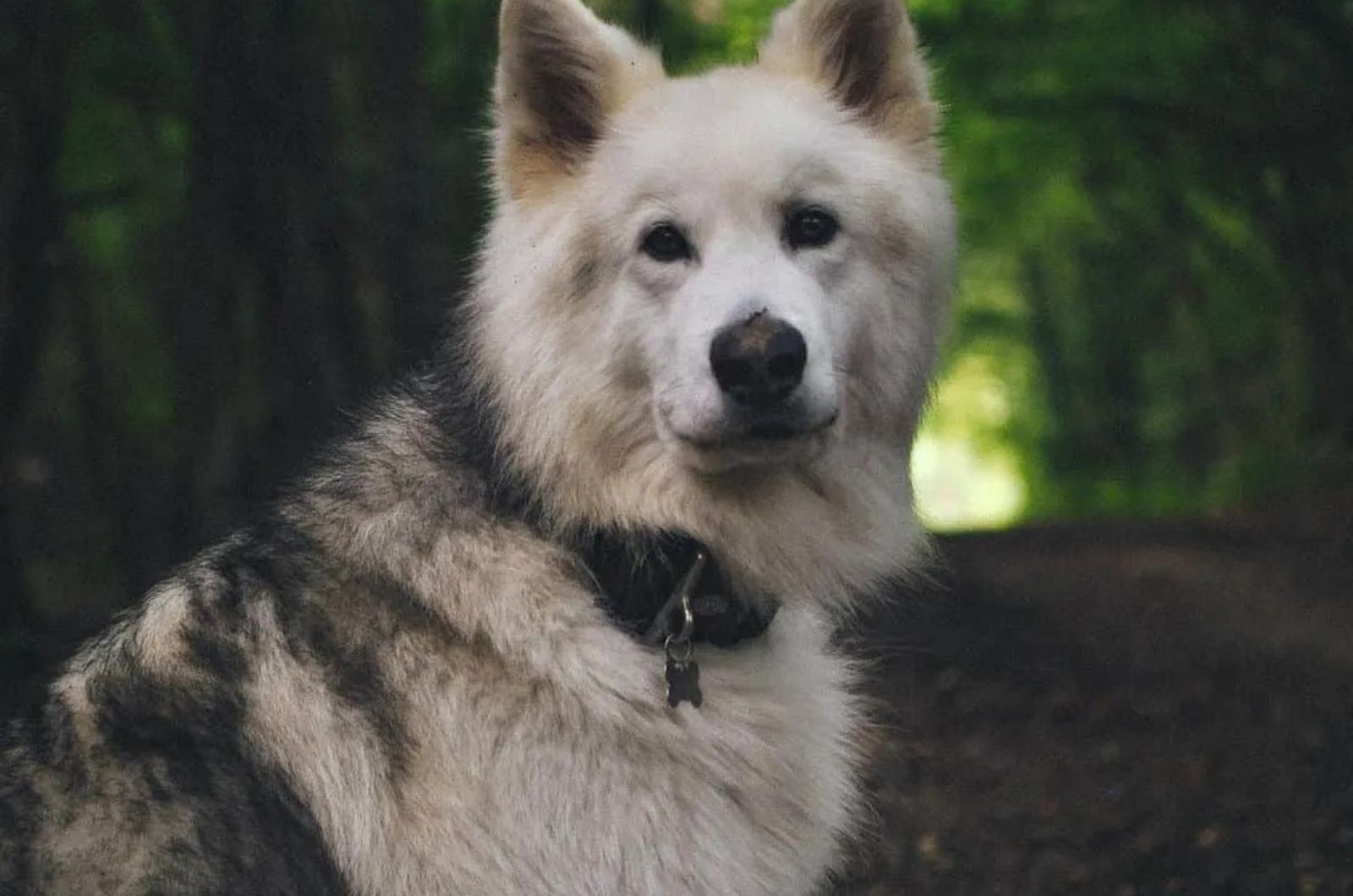 Alaskan Shepherd