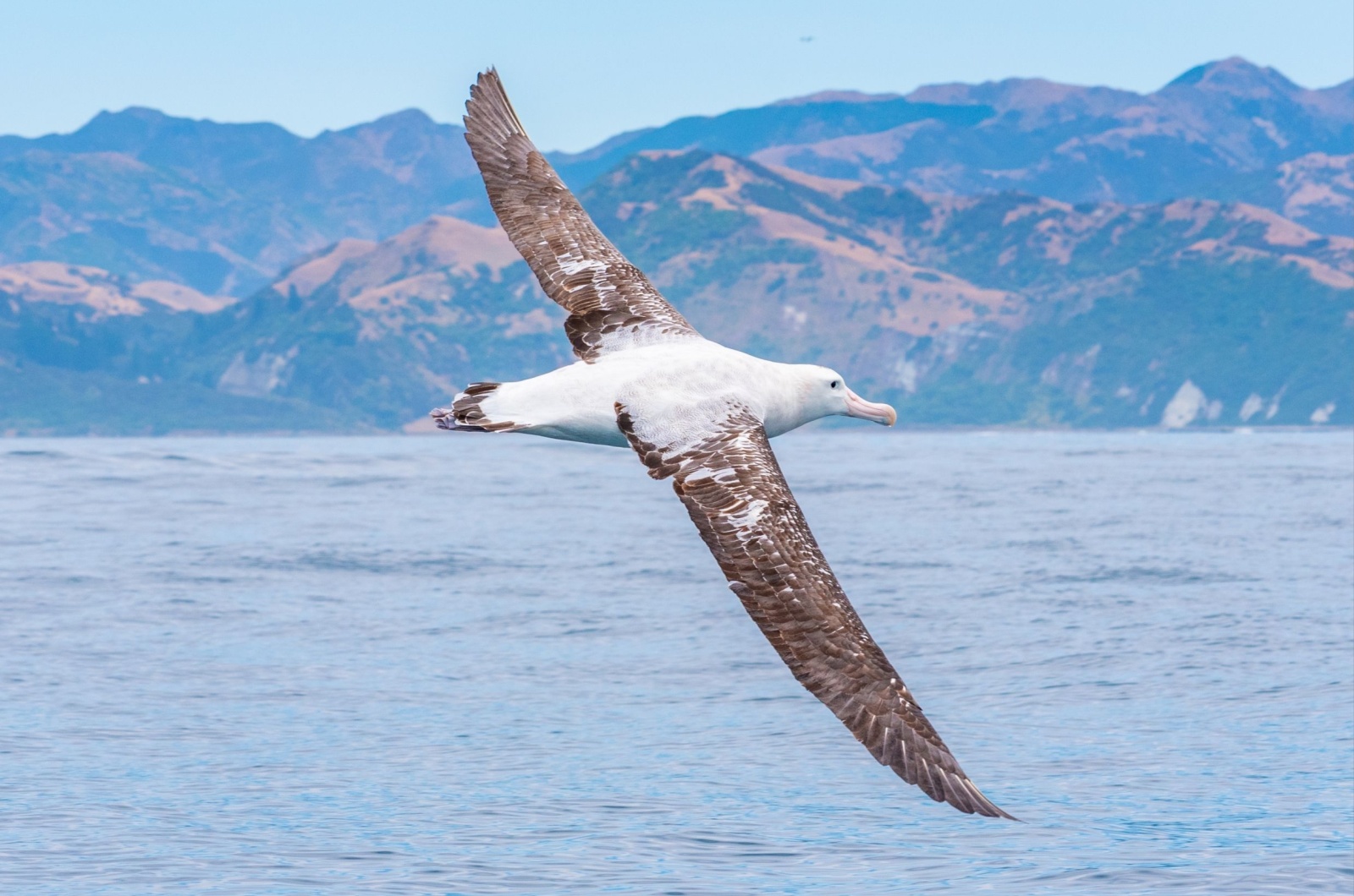 Albatross