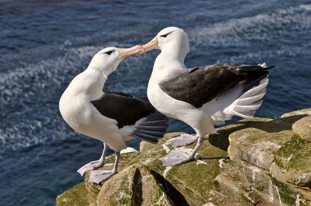 Albatrosses