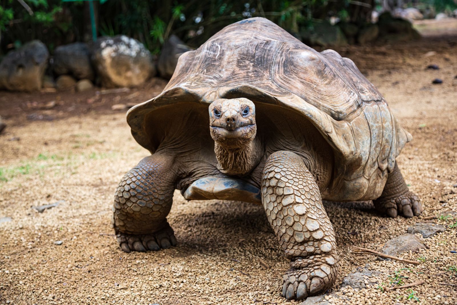 Aldabra Giant Tortoise