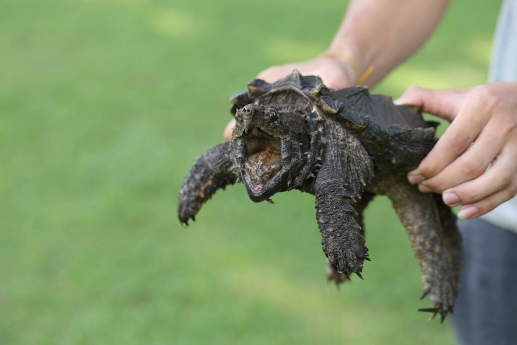 Alligator Snapping Turtle