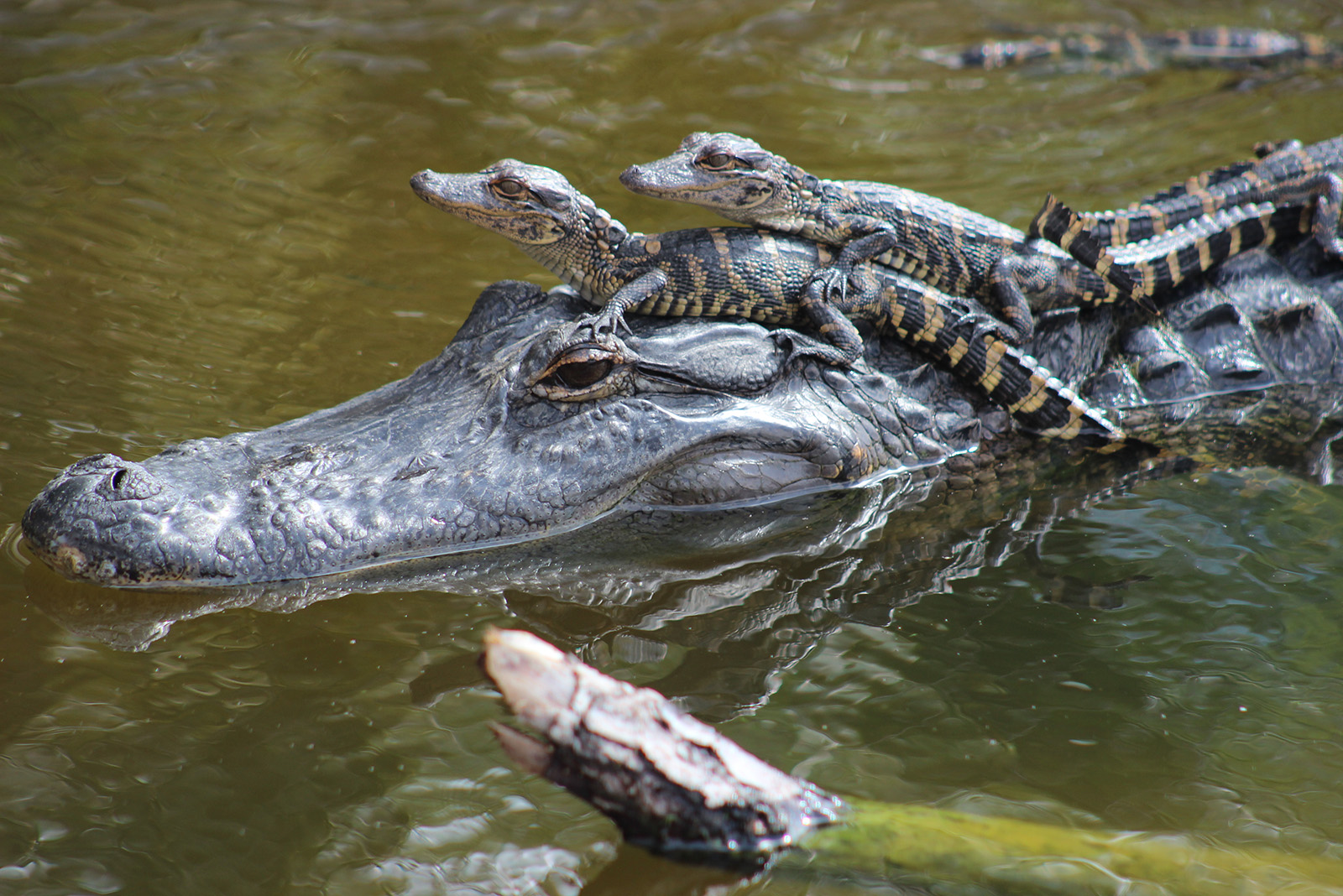 alligators