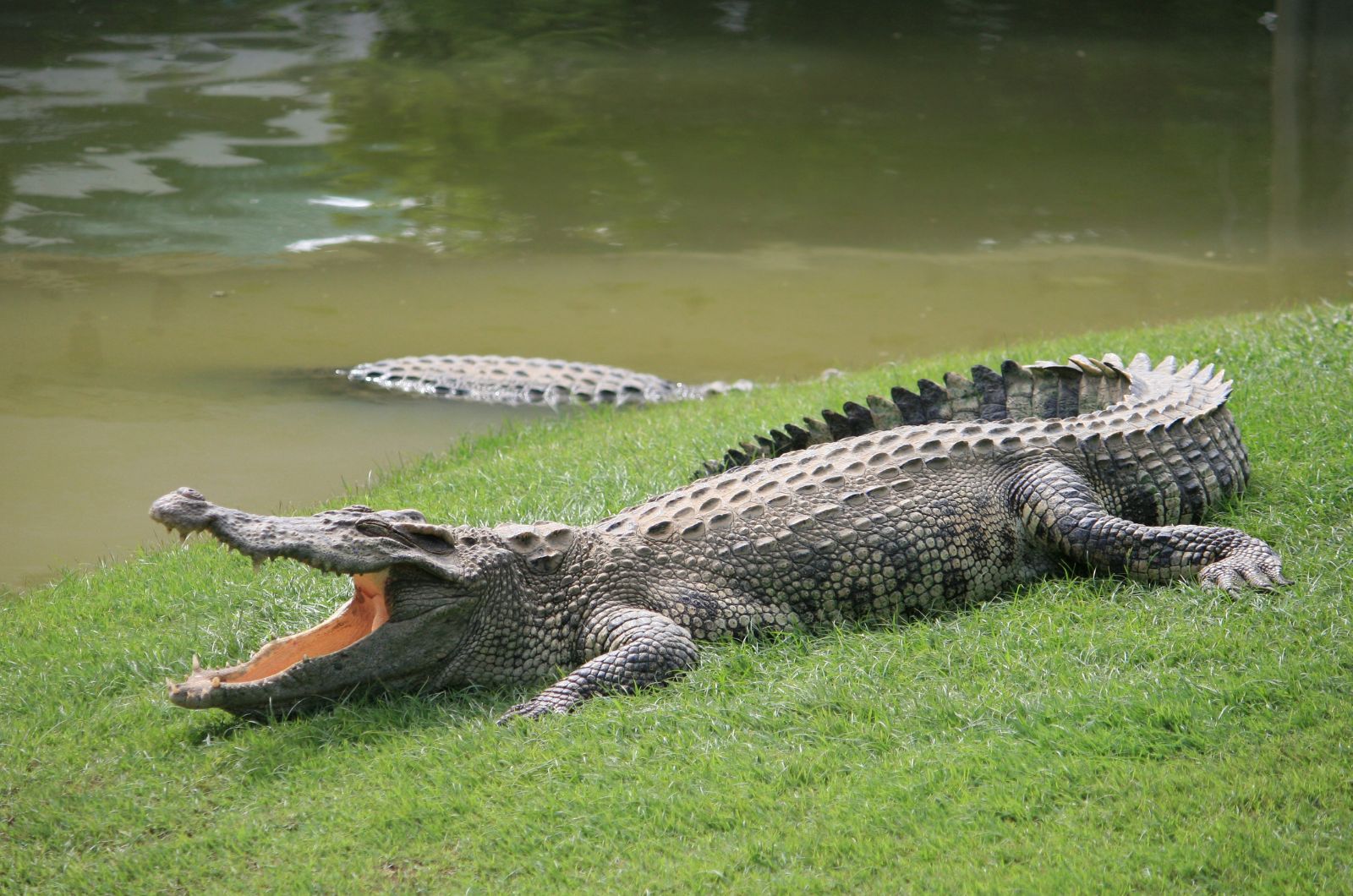 Alligators