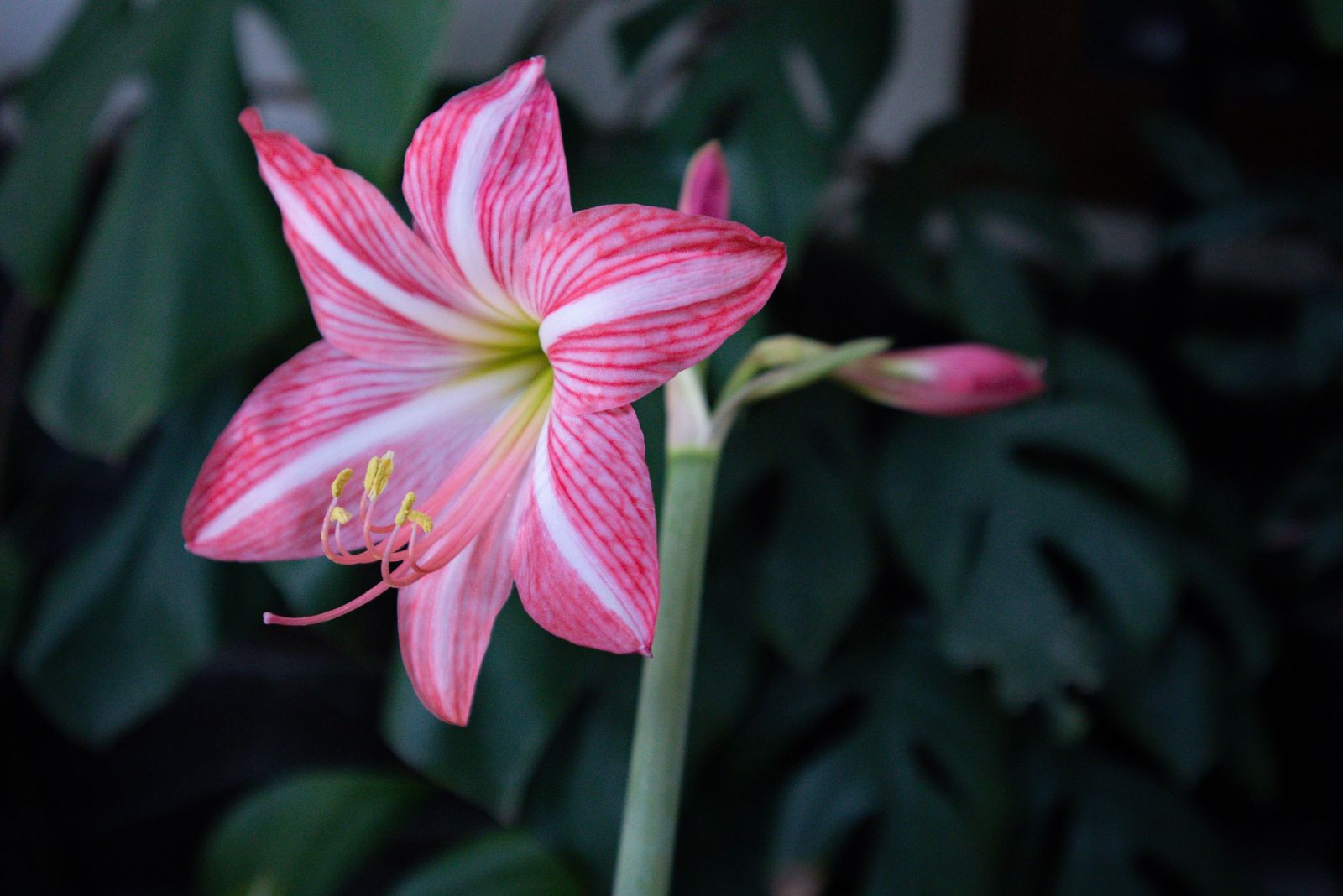 Amaryllis