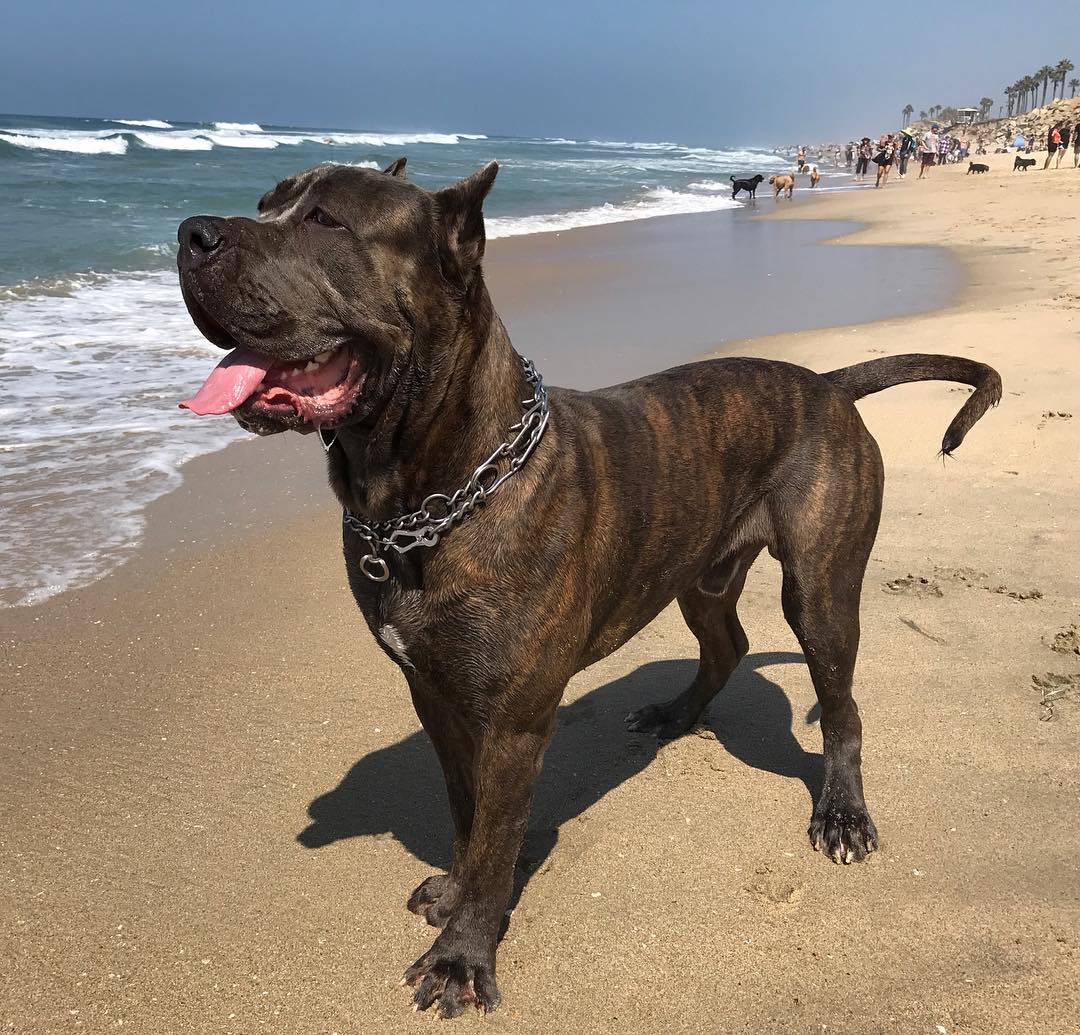 Ambullneo Mastiff dog on the beach