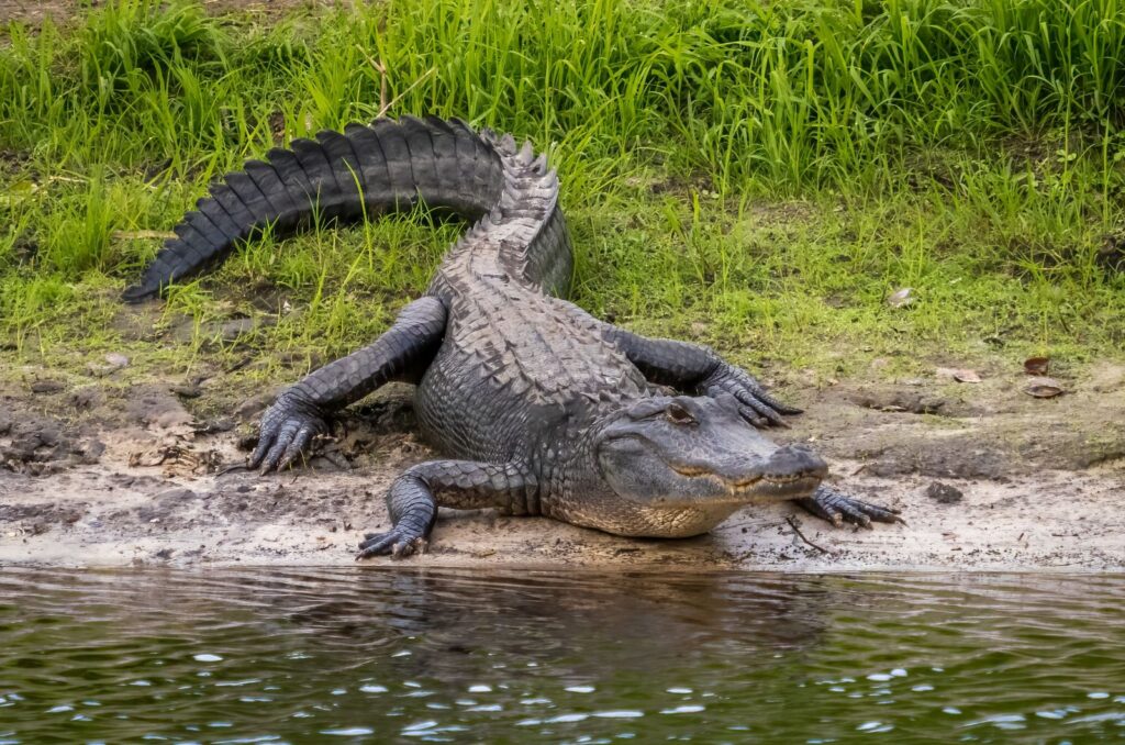 American Alligator