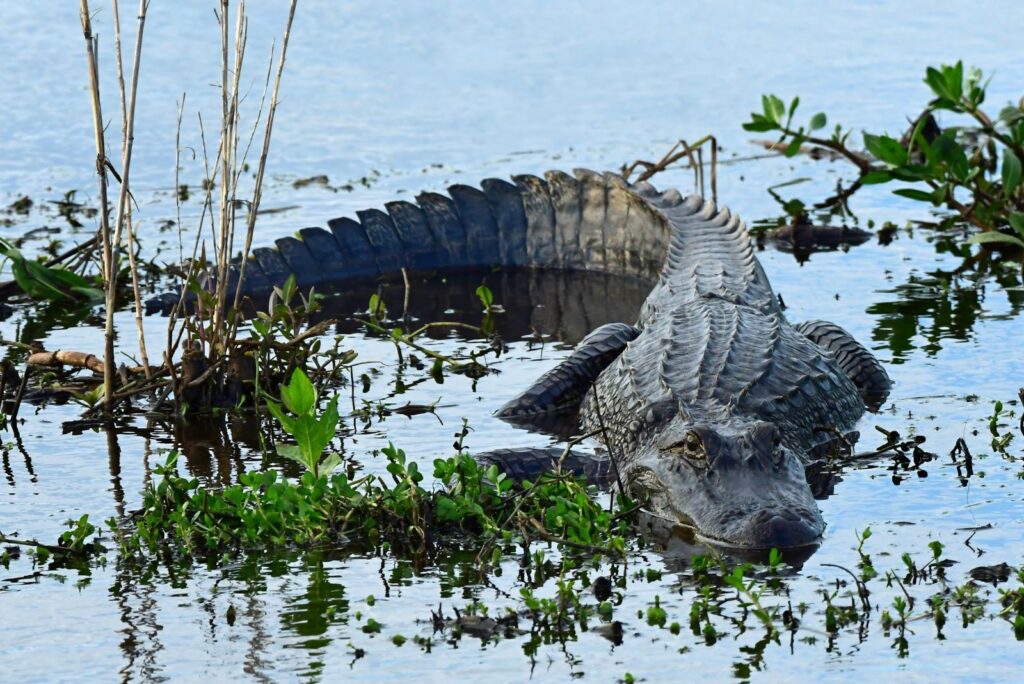 American Alligator