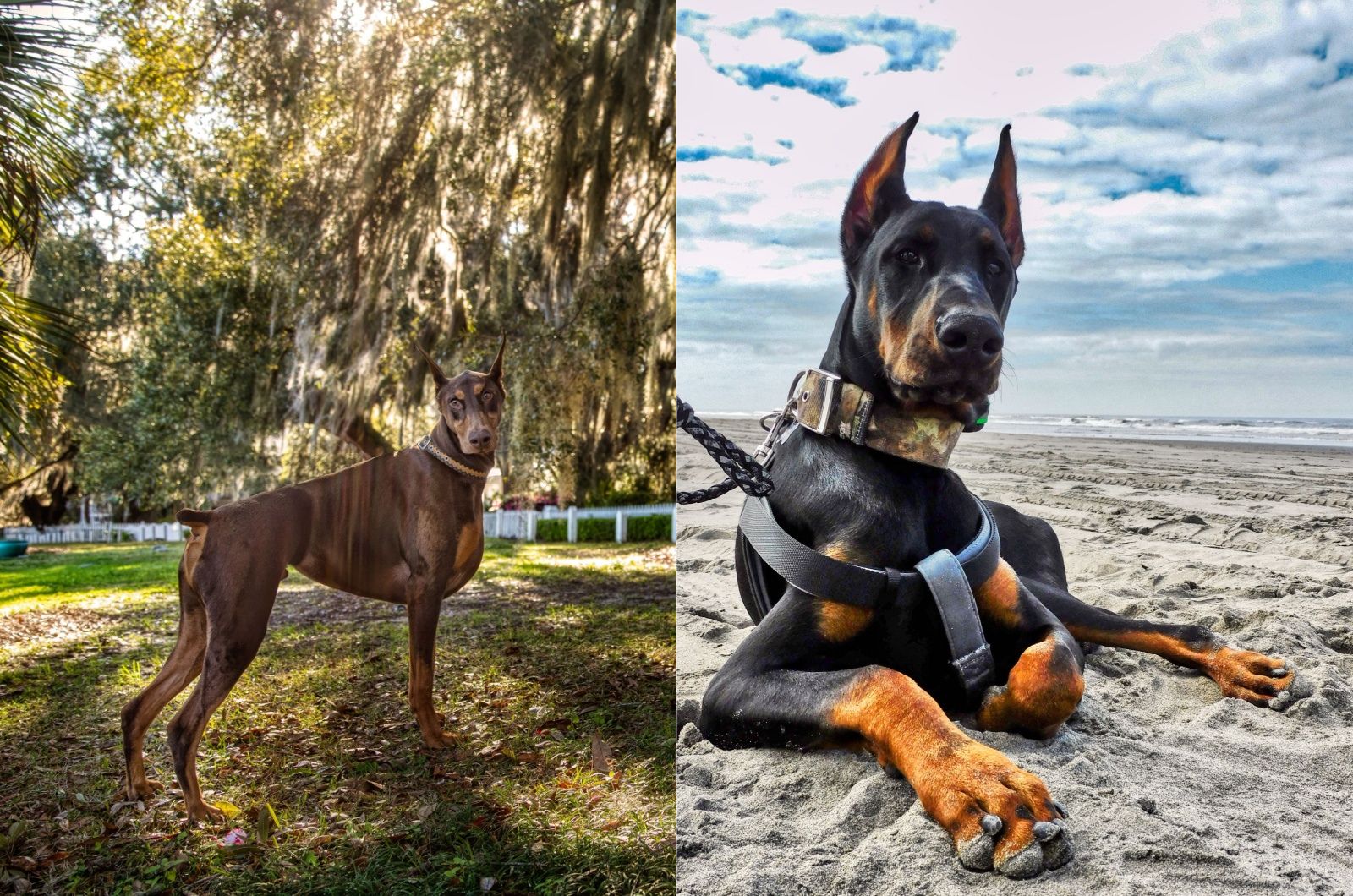 American And European Doberman