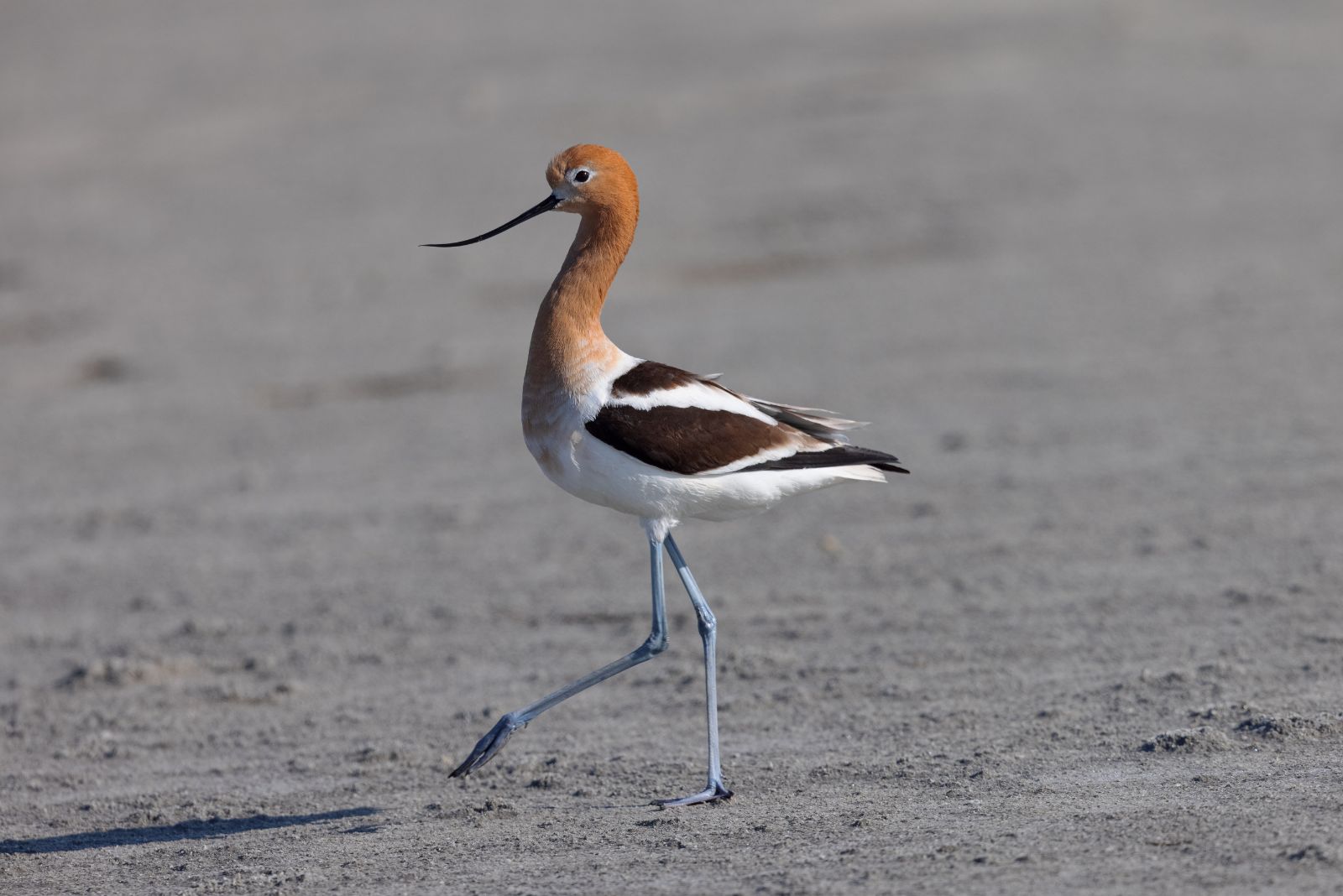 American Avocet