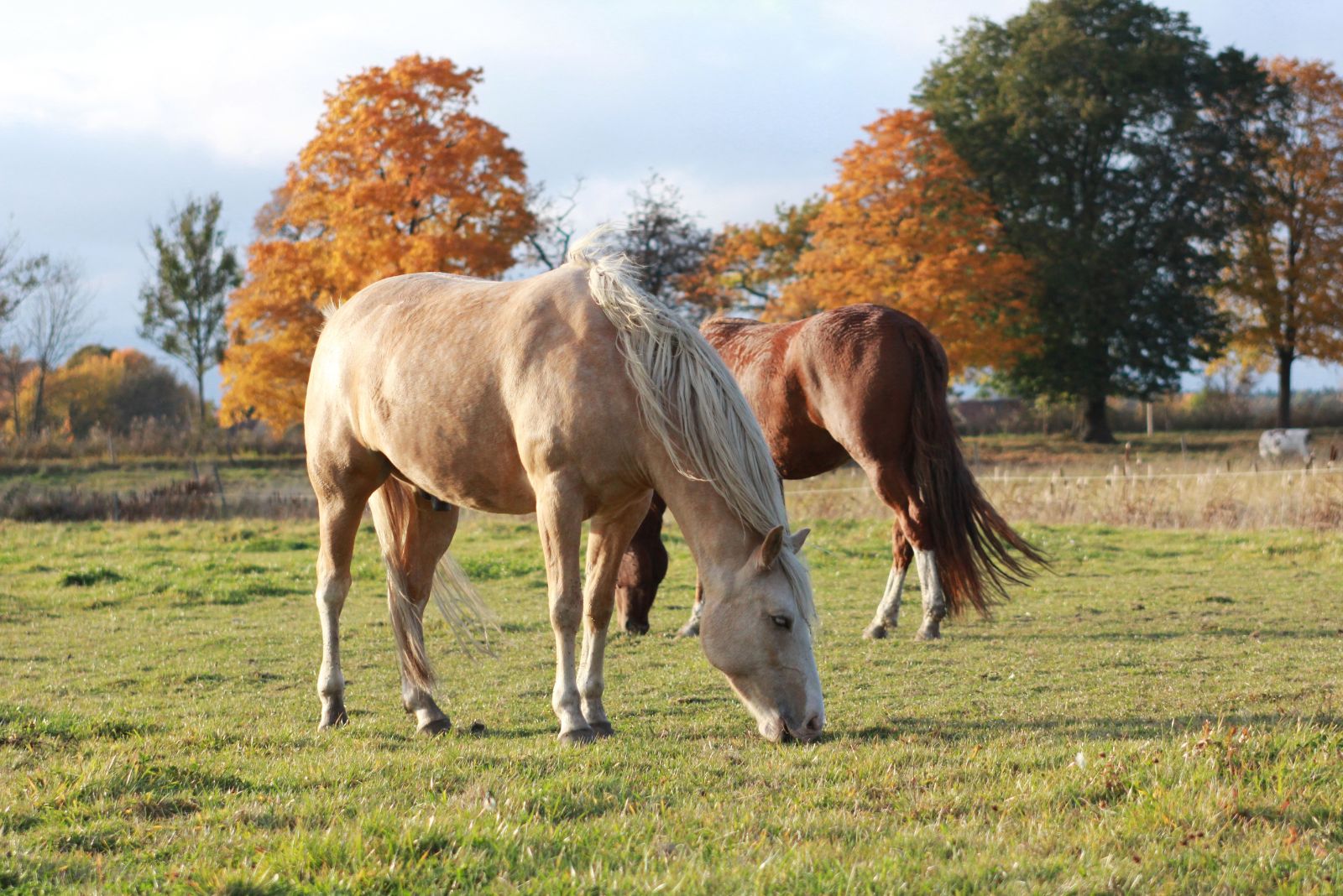 American Bashkir curley Horse