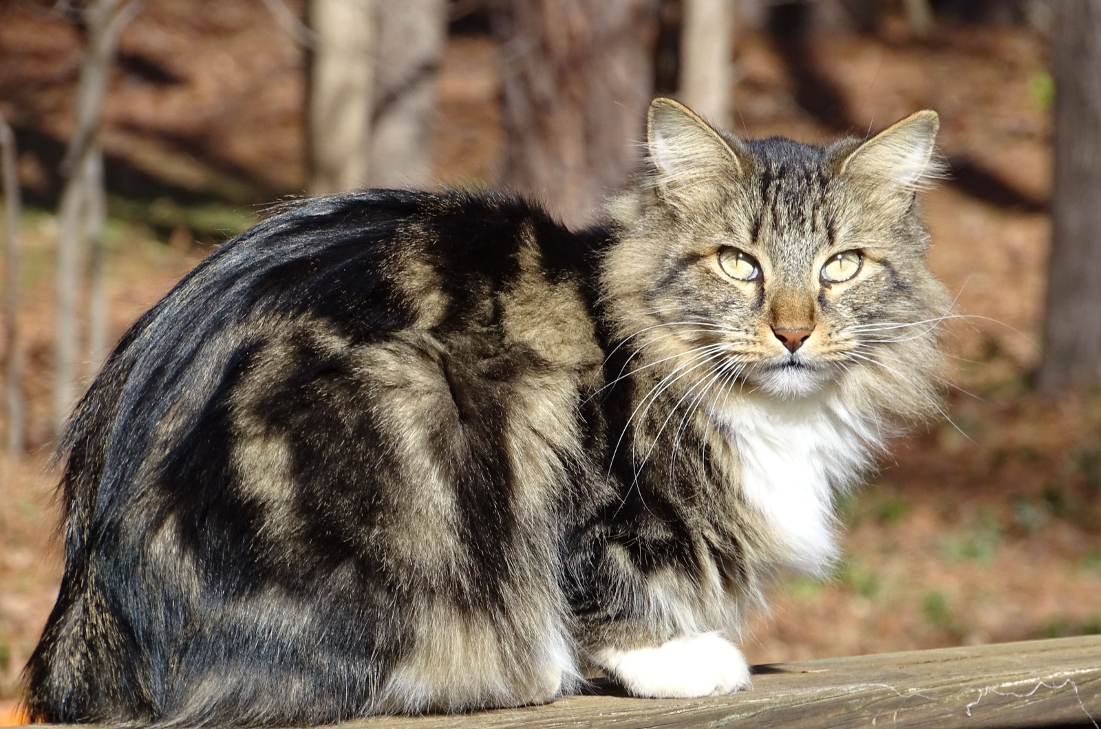 American Bobtail