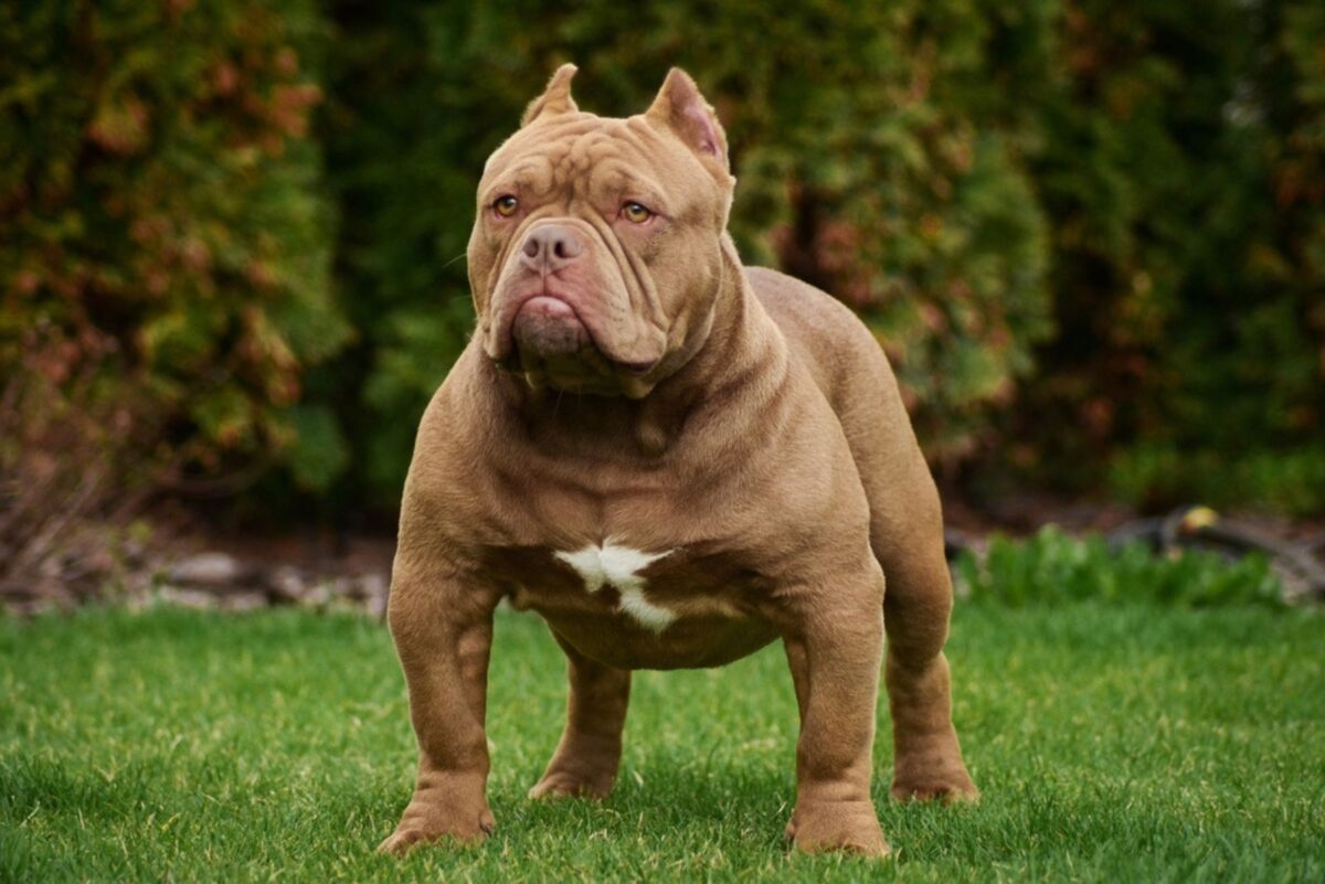 17 Stunning Dogs That Resemble Pitbulls But Aren’t