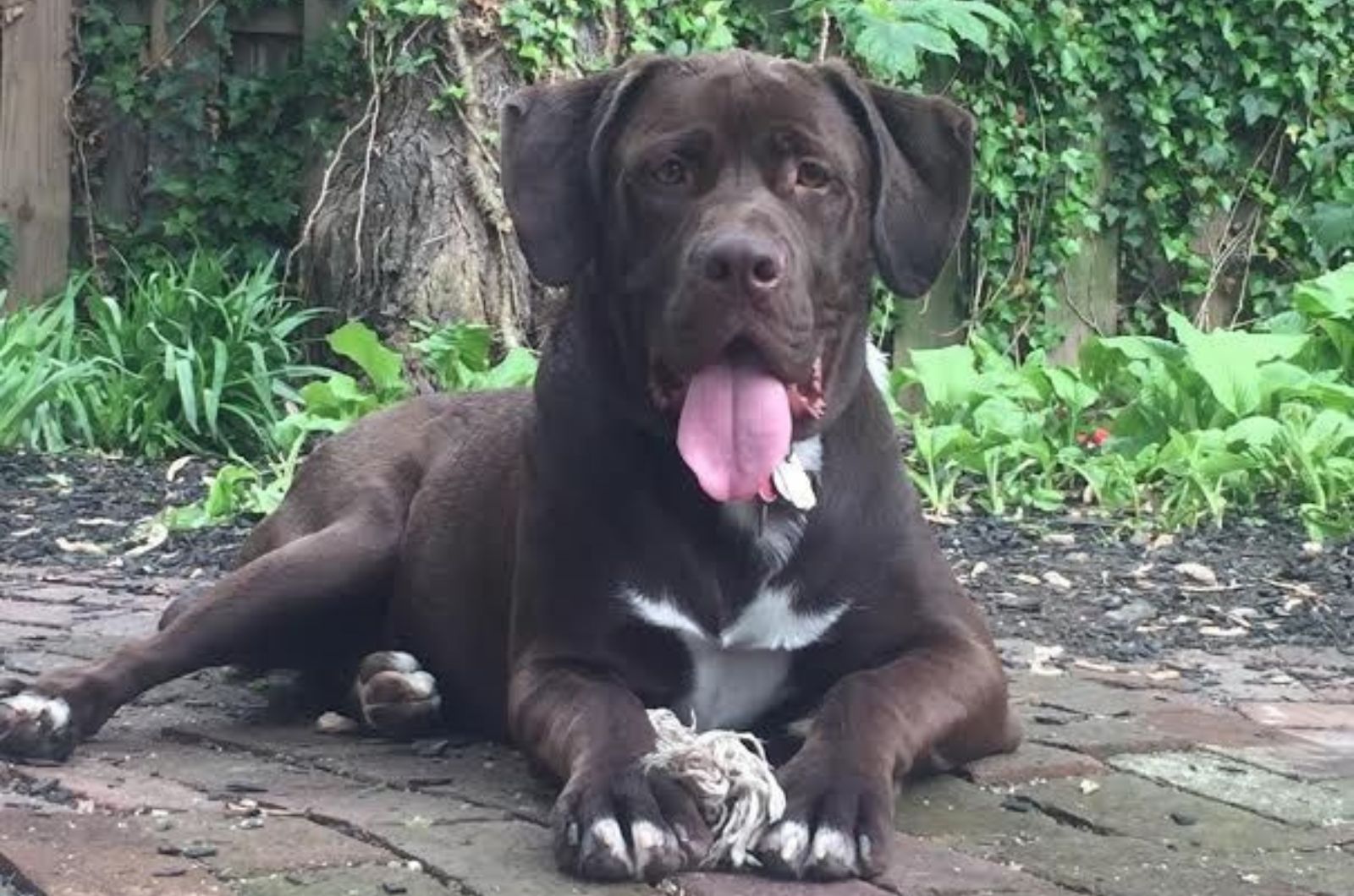 American Bulldog Newfoundland Mix