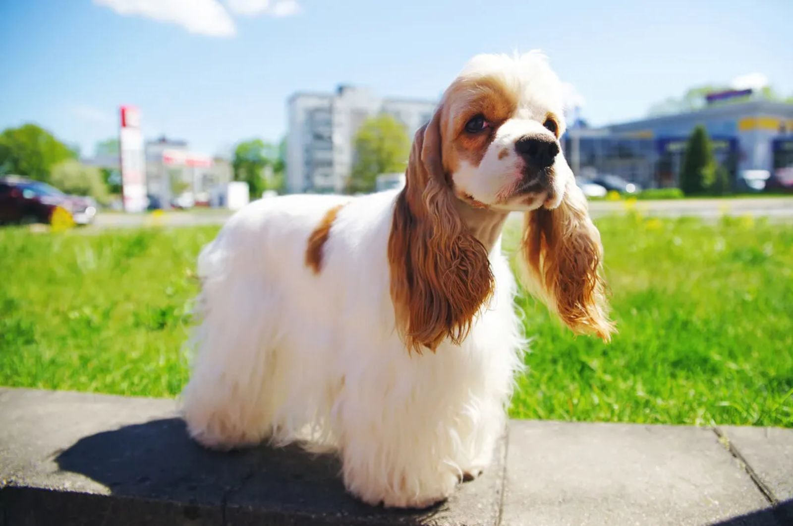 American Cocker Spaniel