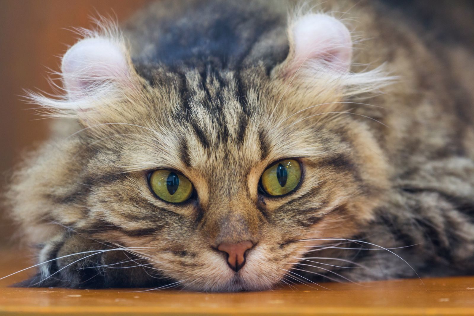 American Curl cat posing