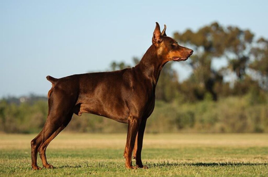 American Doberman Pinscher